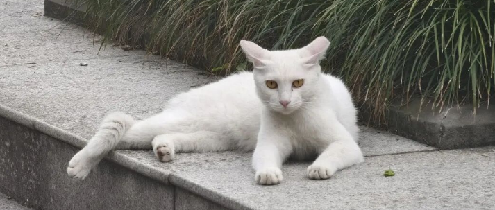 “孤独也是一件好事”